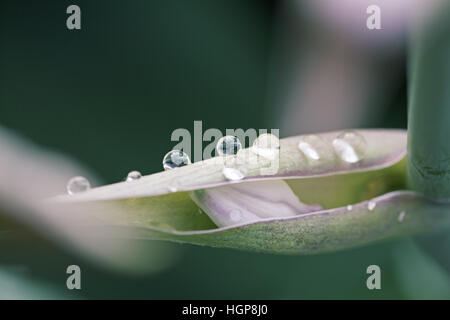 Wegerich Lily Hosta halcyon Stockfoto
