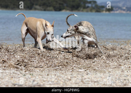 Hund Whippet (englischer Greyhound Miniatur) zwei Erwachsene, die auf dem Strand-Spiel spielen zu spielen Stockfoto