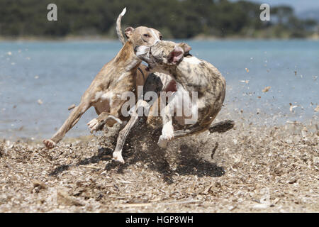 Hund Whippet (englischer Greyhound Miniatur) zwei Erwachsene, die auf dem Strand-Spiel spielen zu spielen Stockfoto