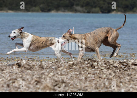 Hund Whippet (englischer Greyhound Miniatur) zwei Erwachsene, die auf dem Strand-Spiel spielen zu spielen Stockfoto