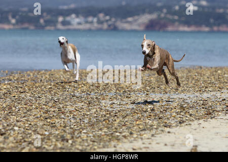 Hund Whippet (englischer Greyhound Miniatur) zwei Erwachsene, die auf dem Strand-Spiel spielen zu spielen Stockfoto