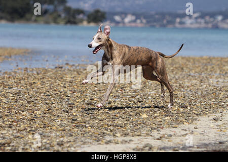 Hund, Whippet (englischer Greyhound Miniatur) Erwachsenen laufen am Strand Stockfoto