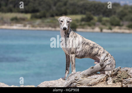 Hund Whippet (englischer Greyhound Miniatur) Erwachsenen stehen auf einem Holz am Strand Stockfoto