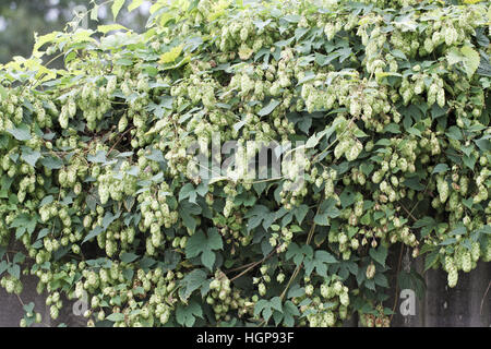 Hop Humulus Lupulus Obst Stockfoto