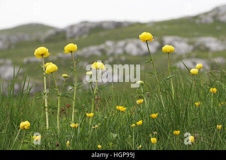 Globeflower Trollblume Europaeus in Alp Stockfoto