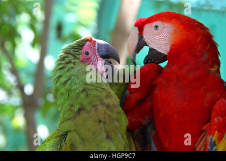 Ara-Liebe - ein roter & ein grüner Papagei suchen liebevoll zueinander & sprechen, Roatan, Honduras, Mittelamerika, Caribbean. Stockfoto
