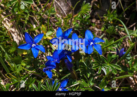 Frühlings-Enzian Gentiana Verna Naturparks Vercors Frankreich Stockfoto