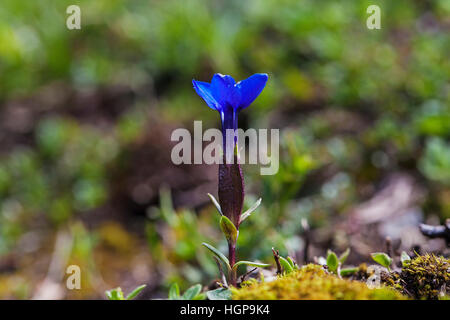 Frühlings-Enzian Gentiana Verna Naturparks Vercors Frankreich Stockfoto