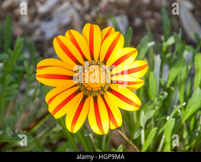 Lebhafte rote und gelbe Gazanien Blume Blüte mit einzigartigen gestreiften Blättern, umgeben von grünen Blättern in Western Australia. Stockfoto