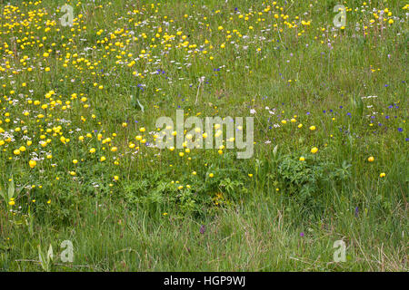 Kugel-Blume Trollblume Europaeus Vercors regionalen Nationalpark Vercors Frankreich Stockfoto