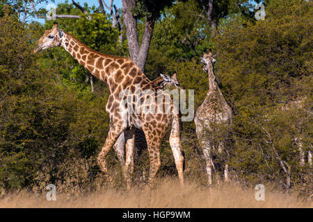 South African Giraffen-Familie in Hwange Nationalpark Simbabwe Stockfoto