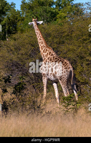 South African Giraffe in Hwange Nationalpark Simbabwe Stockfoto