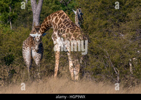 South African Giraffen-Familie in Hwange Nationalpark Simbabwe Stockfoto