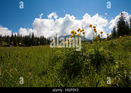 Globeflower Trollblume Europaeus mit der Grand Veymont über Hauts Plateaus Reserve Vercors regionalen natürlichen Parks Vercors Frankreich Stockfoto