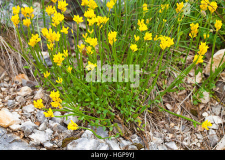 Geflügelte Greenweed Chamaespartium Sagittale in der Nähe der Col De La Machine Vercors regionalen Naturpark Vercors Frankreich Stockfoto