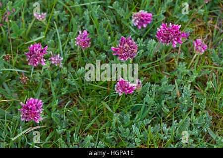 Berg-Niere-Wicke Anthyllis Montana in der Nähe des Col du Rousset Vercors regionalen Naturpark Vercors Frankreich Stockfoto