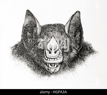 Die spektrale Bat, Vampyrum Spektrum, aka falsche Vampirfledermaus, falsche Vampirfledermaus Linnés oder die spektrale Vampir-Fledermaus.   Aus Meyers Lexikon veröffentlicht 1924. Stockfoto