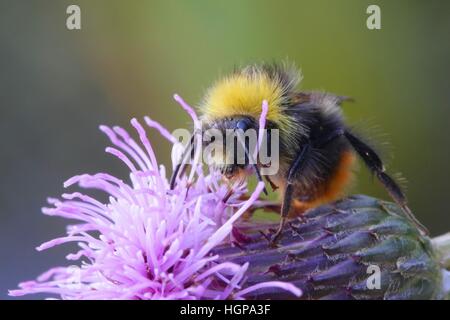 Bumble Bee und Creeping thistle Stockfoto
