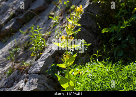 Große gelbe Enzian Gentiana Lutea wächst auf Felsen am Straßenrand Ufer in der Nähe des Col du Rousset Vercors regionalen Naturpark Vercors Frankreich Stockfoto