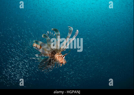 Unterwasser Foto des gemeinsamen Rotfeuerfische-Jagd in der Schule von Glasfischen in das klare blaue Wasser des Roten Meeres. Stockfoto