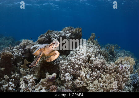 Unterwasser Bild der Echte Karettschildkröte (Eretmochelys imbricata) Über das Korallenriff im Roten Meer in der Nähe der Ufer von Hurghada. Stockfoto