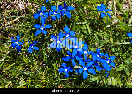 Frühlings-Enzian Gentiana Verna in Almwiese Vercors regionalen natürlichen Parks Vercors Frankreich Mai 2015 Stockfoto