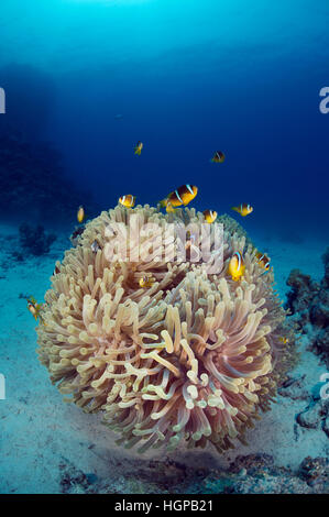 Eine große Schule des Roten Meeres Anemonenfische in der prächtigen Anemone an der Unterseite neben dem Riff genannt Anemone City. Stockfoto