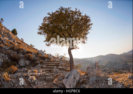 Einsamer Baum auf den Hügeln hinter Horio auf der Insel Von Symi Stockfoto