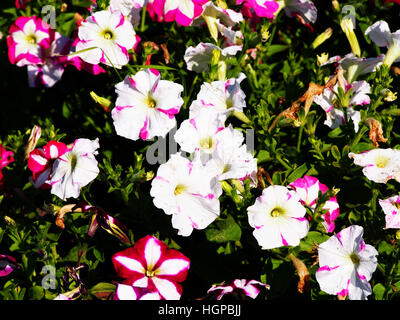 Schöne Sterne Petunien im Sommergarten Stockfoto