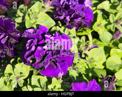 Doppelte Petunia in voller Blüte Stockfoto