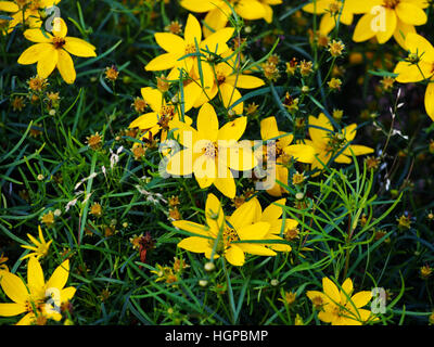 Coreopsis Verticillata 'Zagreb' - quirlige tickseed Stockfoto