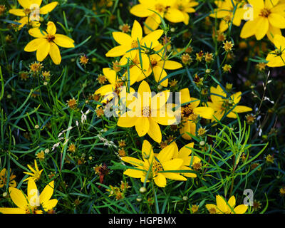 Coreopsis Verticillata 'Zagreb' - quirlige tickseed Stockfoto