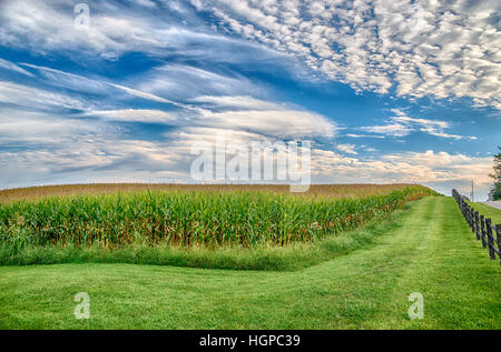 Einen schönen Spätsommer Mais-Feld im Osten von Tennessee.  Am späten Nachmittag einen schönen Himmel und Licht macht eine schöne Kombination. Stockfoto