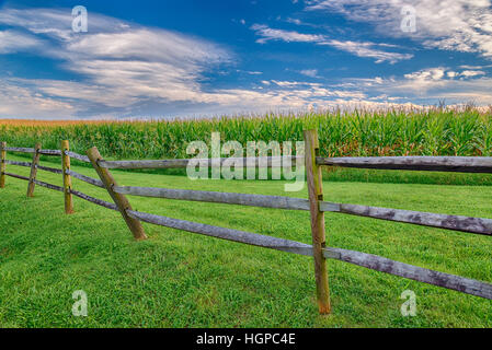 Ein Spätsommer Mais sitzt unter einem schönen Himmel im Osten von Tennessee. Stockfoto