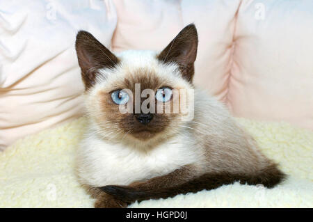 Blue eyed Siam Kätzchen sitzen sehr entspannt in ein weiches Licht braun und grün Bett beobachten Zuschauer neugierig ohne besorgniserregend. Stockfoto