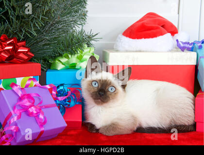 Siam Kätzchen mit blauen Augen, die Verlegung bequem neben dem Weihnachtsbaum mit bunten hell verpackte Geschenke Bänder und Bögen auf Rot fur tr Stockfoto