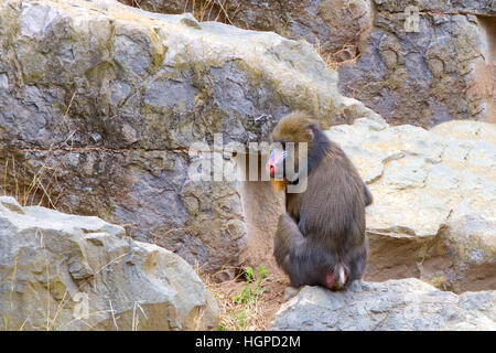 Männlicher Mandrill abgewandten Viewer, drehte sich um auf Betrachter, sitzen in den Felsen auf Nahrungssuche. Stockfoto