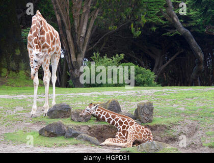 Mutter Giraffe Biegen bis Blick auf Baby auf dem Boden liegend, Förderung der Youngster aufstehen, Green grass, Felsen rund um Bäume im Hintergrund. Land Stockfoto