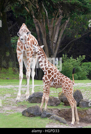 Mutter Giraffe steht vor r grünen Rasen Felsen und Bäume im Hintergrund, vertikale im Hochformat Stockfoto