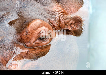 hautnah am Auge teilweise untergetauchten Nilpferd im Wasser, der Name Nilpferd aus dem altgriechischen für Fluss-Pferd kommt Stockfoto