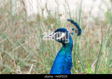 Seite Ansicht Porträt ein männlicher Pfau mit hohen Wildgras im Hintergrund Stockfoto