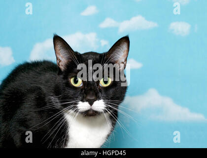 Black And White Smoking Tabby Katze mit grünen Augen, Nahaufnahme, blauer Hintergrund Himmel mit weißen Wolken. Katze kauerte auf der Suche direkt auf den Betrachter. Kopie Stockfoto