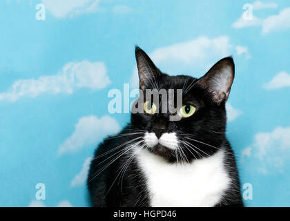 Black And White Smoking Tabby Katze mit grünen Augen, Nahaufnahme, blauer Hintergrund Himmel mit weißen Wolken. Katze kauerte auf der Suche nach Zuschauern links. Kopie-spa Stockfoto