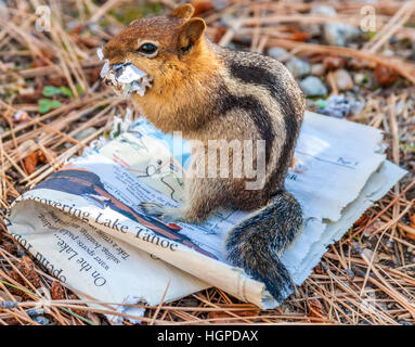 Streifenhörnchen kaut Kopie des Sees von Sky Journal links bei der Tallac Historic Site in South Lake Tahoe Stockfoto