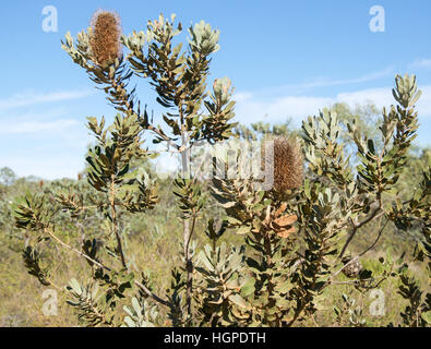 Wildpflanze wild Banksia Busch mit getrockneten Anhänger und Laub im nativen Buschland in Kalbarri, Western Australia. Stockfoto