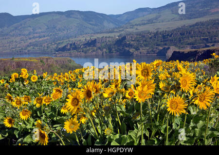 OR02257-00... OREGON - Balsamwurzel blühen in der Tom McCall Preserve auf Rowena Kamm mit Blick auf den Columbia River. Stockfoto