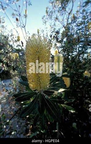 COASTAL BANKSIA (BANKSIA INTEGRIFOLIA) SOUTH STRADBROKE ISLAND, MORETON BAY, QUEENSLAND'S GOLD COAST, AUSTRALIEN. Stockfoto