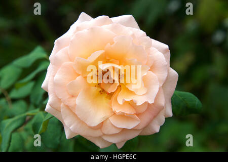 Pfirsich und gelb gefärbt rose, hautnah mit grünen Blättern im Hintergrund Stockfoto
