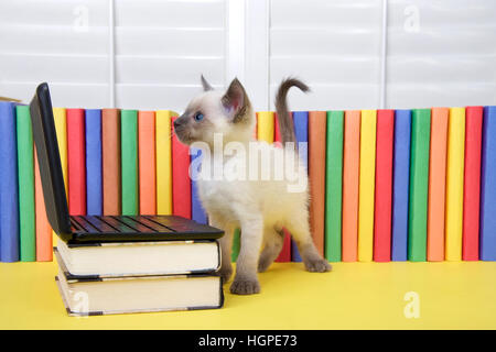 Eine siamesische Kätzchen mit blauen Augen stehen als nächstes auf ein Mini-Laptop-Computer auf Bücher mit Büchern im Hintergrund gestapelt. Computer-Bildschirm betrachten. Stockfoto