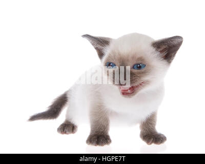 Junge siamesische Kätzchen mit Munchkin Eigenschaften, kleiner als der Durchschnitt, isoliert auf weißem Hintergrund. Stehend, mit blauen Augen, die auf der Suche für die Zuschauer Stockfoto